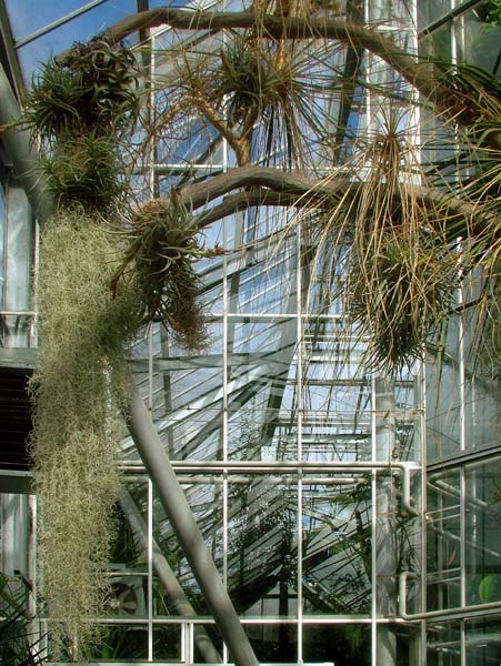 Amsterdam,Hortus Botanicus,Botanical Garden,Drieklimatenkas,Desert