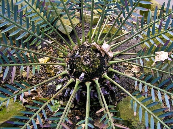 Amsterdam,Hortus Botanicus,Botanical Garden,Cycad
