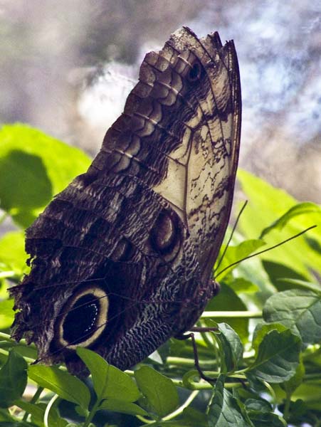 Amsterdam,Hortus Botanicus,Botanical Garden,Vlinderkas,Insects,Butterfly House