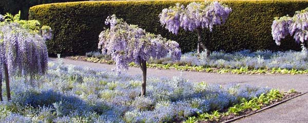 Exeter University,Flowers,Blossom,Wisteria Standards