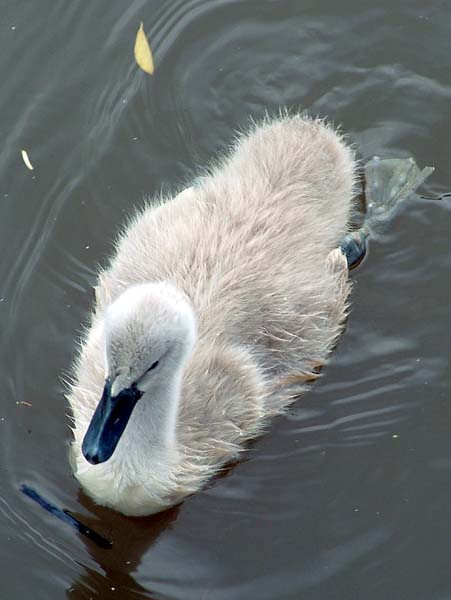 Cygnet