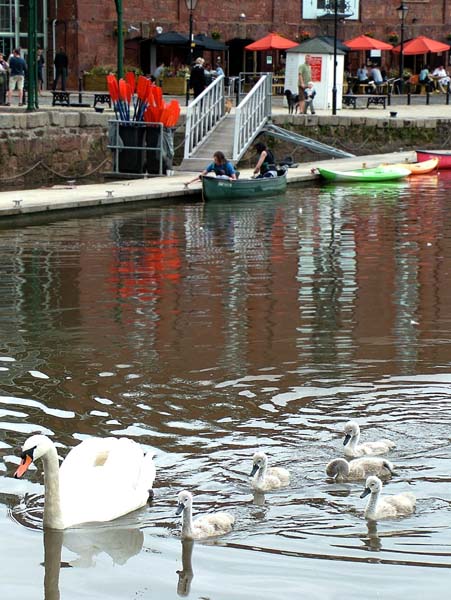 Cygnets,Swan