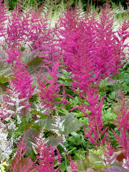 Forde Abbey,Bog Garden
