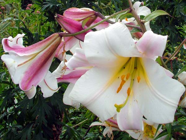 Lilies,Flowers