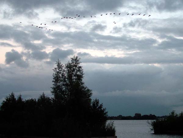 Loosdrecht,Loosdrechtse Plassen,Ducks