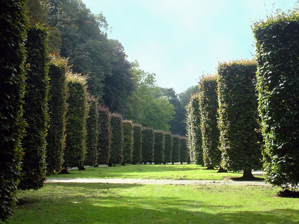 Brussels,Bruxelles,Heysel Park,Tree,Avenue