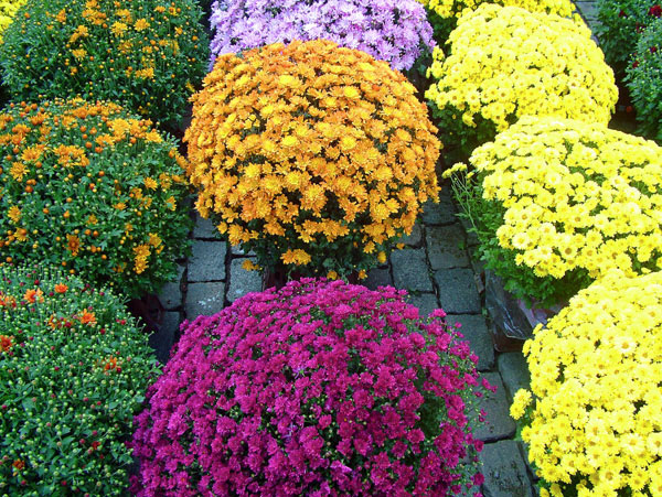 Flowers