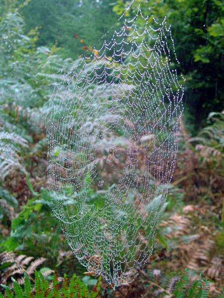 Cobweb