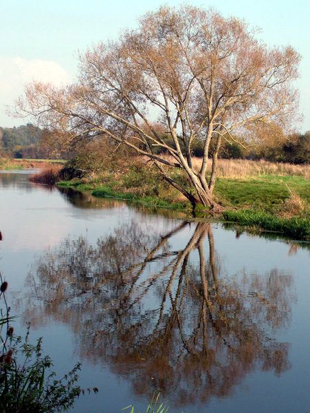 Longham,Tree