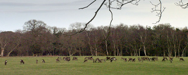 Deer,Arne,Purbeck