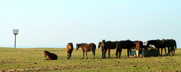 Horses,Oakford Down