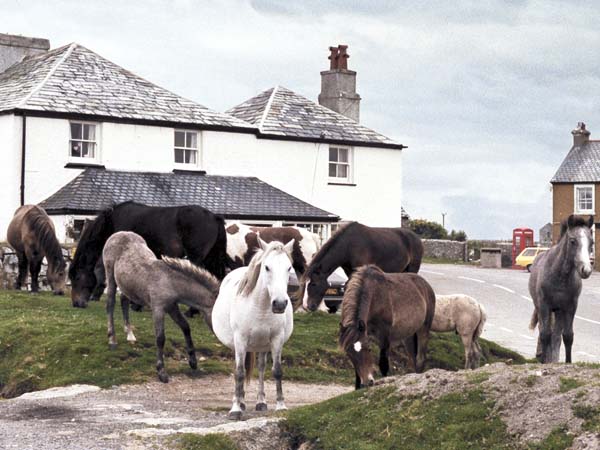 Minions,Horses