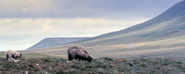 Great Whernside,Sheep