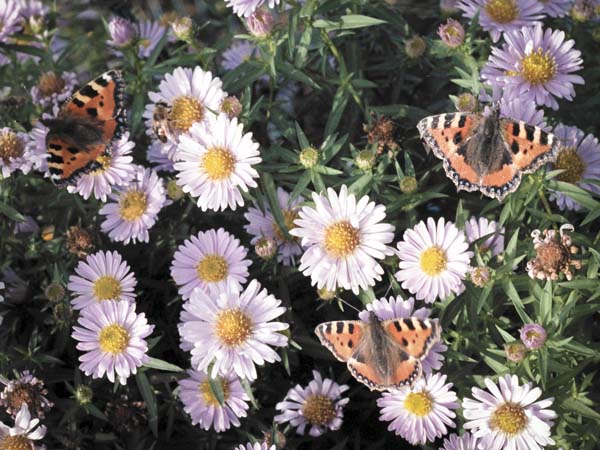 Butterflies,Flowers,Michaelmas Daisies