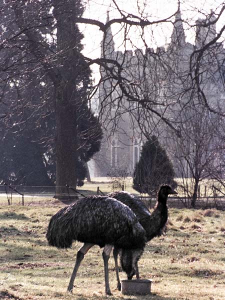 Cotswold Wildlife Park,Zoo,Birds,Emus