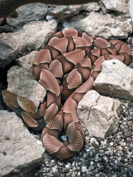 Cotswold Wildlife Park,Zoo,Reptiles,Snakes
