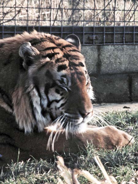 Cotswold Wildlife Park,Zoo,Animal,Tigers
