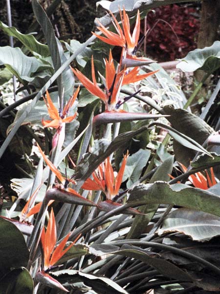 RHS,Royal Horticultural Society,Wisley,Bird of Paradise Flower,Strelizia reginae
