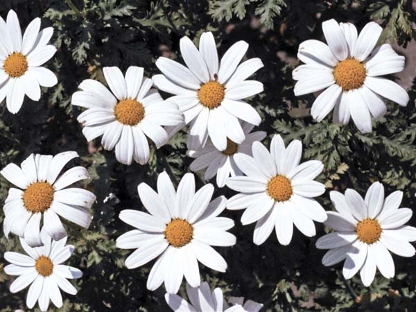 Flowers,Daisies,Chrysanthemum frutescens
