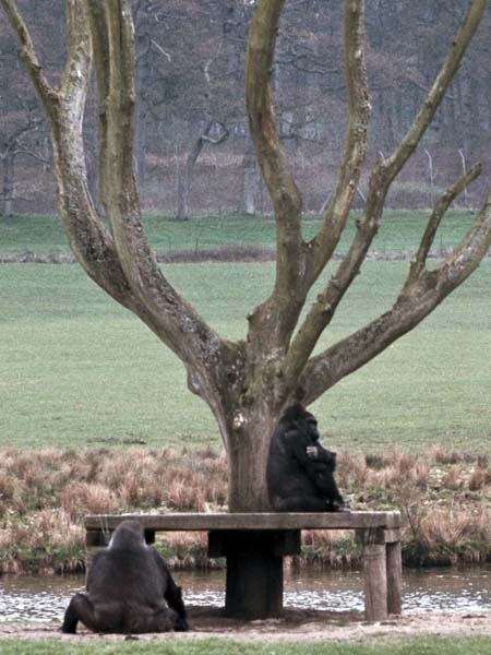 Zoo,Animals,Gorillas,Longleat
