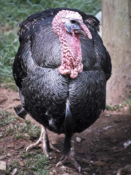 Bodmin Farm Park,Bird,Turkey