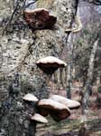 Bracket Fungi, Mill Lawn