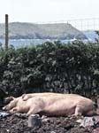 Pigs Pentire  Point