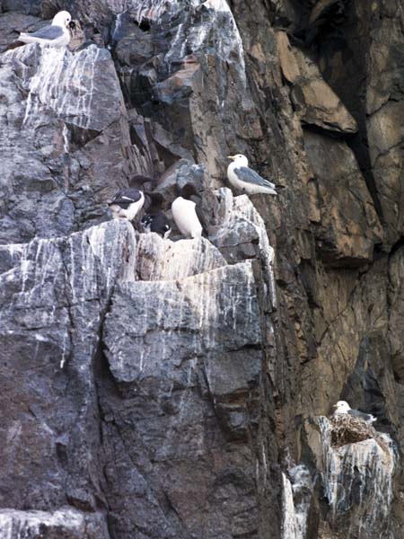 Gulls,Seagulls,Cliffs