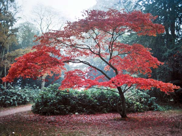 Westonbirt,Tree,Maple