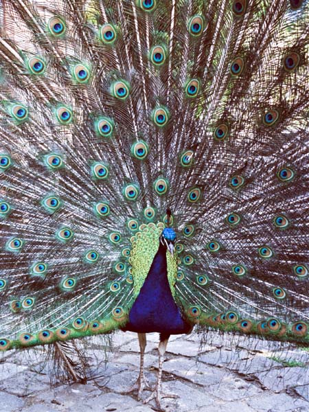 Peacock