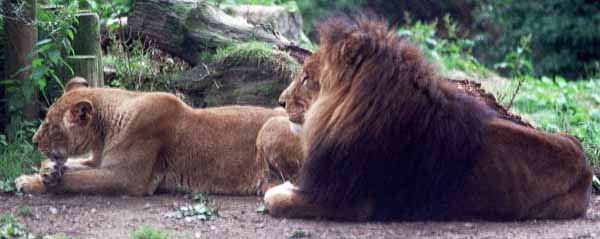 London Zoo,Animals,Lions