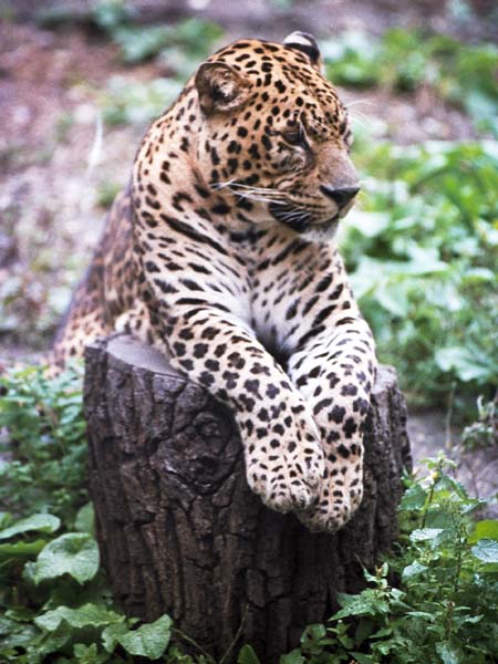 London Zoo,Animal,Cheatah