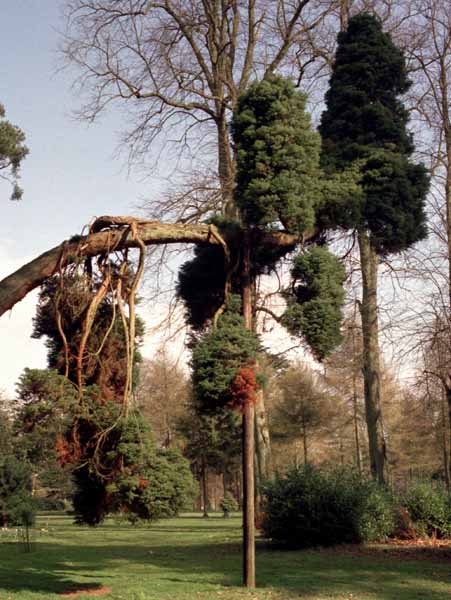 Bowood Gardens,Trees