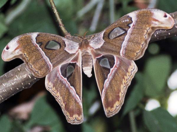Eastbourne,Insect,Butterfly,Ailanthus Silkmoth,Samia cynthia