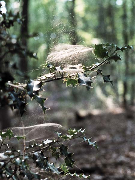Spider,Web,Cobweb,Holly