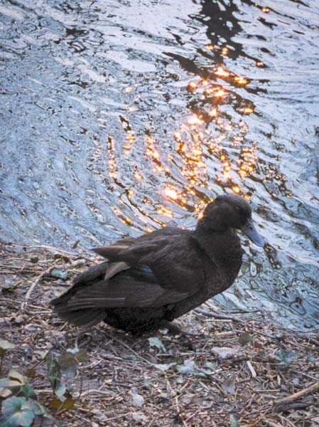Duck,Wimborne
