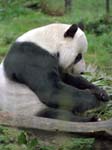 Giant Panda London Zoo
