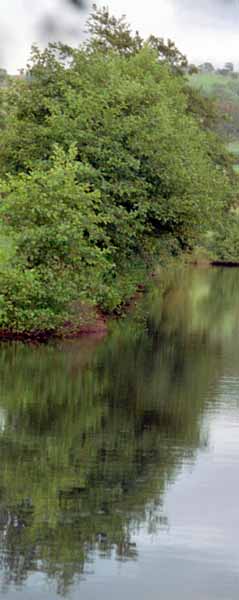 Macclesfield Canal,Trees