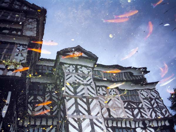Morton,Little Moreton Hall,Moat,Goldfish,Koy Carp