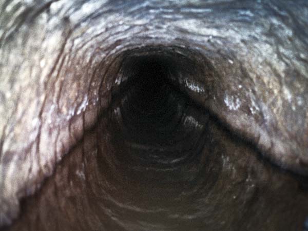 Peak District,Castleton,Speedwell Cavern,Mine Adit