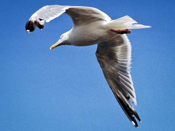 Gull,Seagull