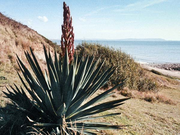 Highcliff,Plant,Yucca,Cordyline