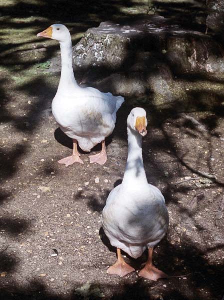 Geese,Birds