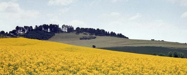 Oil-seed Rape,Pentridge