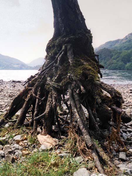 Llyn Gwynant,Tree,Roots