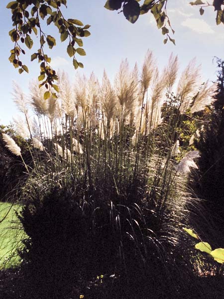 Pampas Grass,Cortaderia selloana