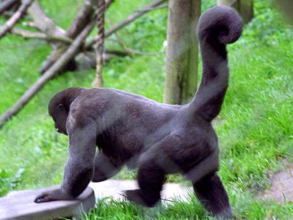 Looe,Woollymonkey,Woolly Monkey Sanctuary,Animals