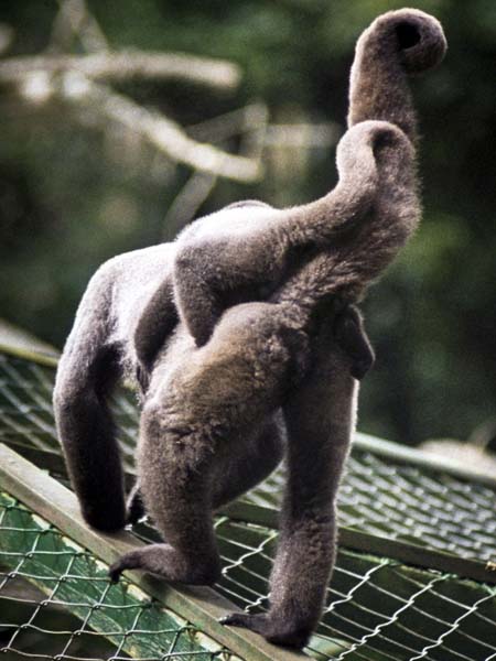 Looe,Woolly Monkey Sanctuary,Animals