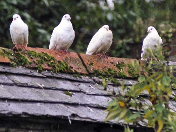 Pencarrow,Birds,Dove,Doves