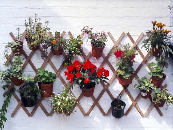 Port Isaac,Flowers,Pot
